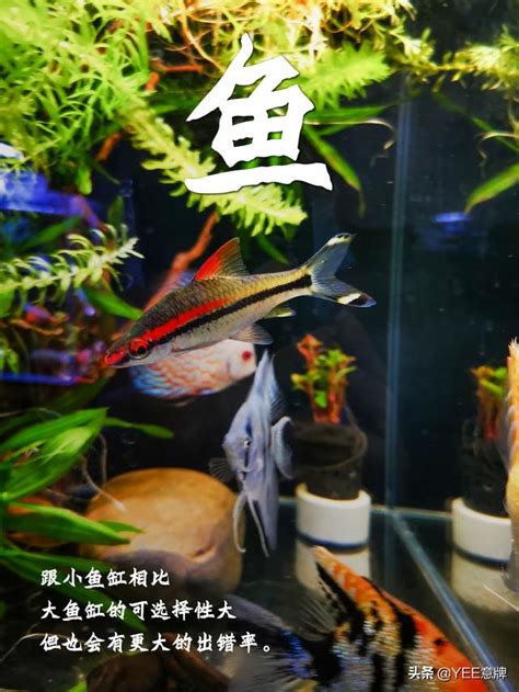 一尺魚缸養多少魚|選擇魚缸 